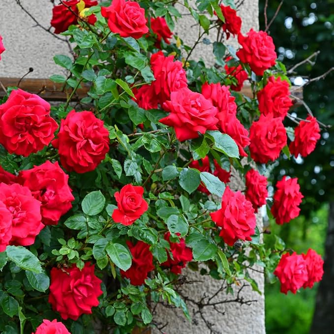 Climbing Rose Seeds | Flower Seeds Rose Plant Garden Climbing Rose Plant Seed - Climbing Rose Seeds Elegant Climbing Rose Flower Seeds