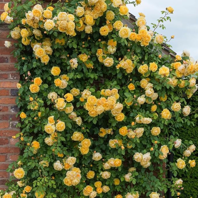 Climbing Rose Seeds | Flower Seeds Rose Plant Garden Climbing Rose Plant Seed - Climbing Rose Seeds Elegant Climbing Rose Flower Seeds