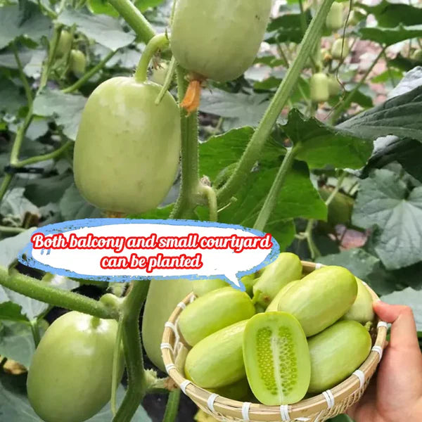 Cucumber Seeds | Jade Plant Succulent Plants Garden Planting Cucumber Seeds Plant Grow - Cucumber Seeds (Pack of 10)