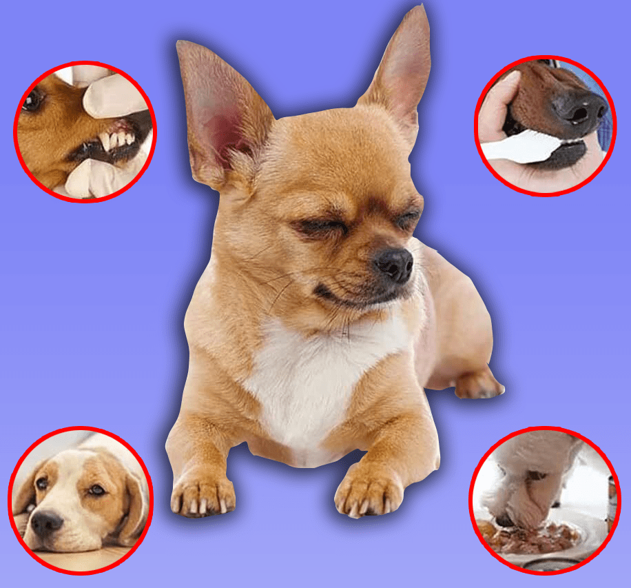 Dogs And Cats Spray Dental Care Dog Mouth Spray Teeth Cleaner - Pet Teeth Cleaning Spray Pet Teeth Cleaning Spray