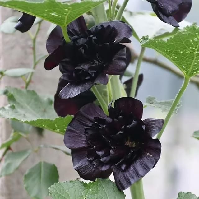 Double Hollyhock Seeds | Seeds Flowers Holly Hock Germination Planting Grow Sow Seed Double Hollyhock Seeds
