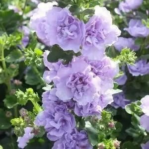 Double Hollyhock Seeds | Seeds Flowers Holly Hock Germination Planting Grow Sow Seed - Double Hollyhock Seeds
