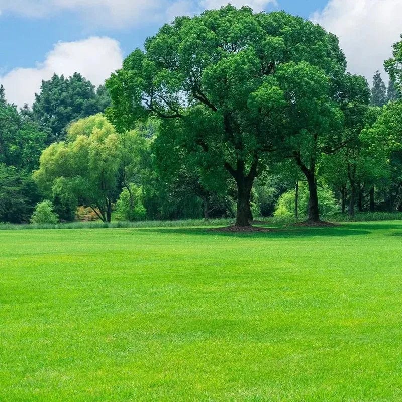 Evergreen Dwarf Grass Seed | Seedling Germination Grass Seeds For Lawn Garden Seed  Evergreen Dwarf Grass Seed