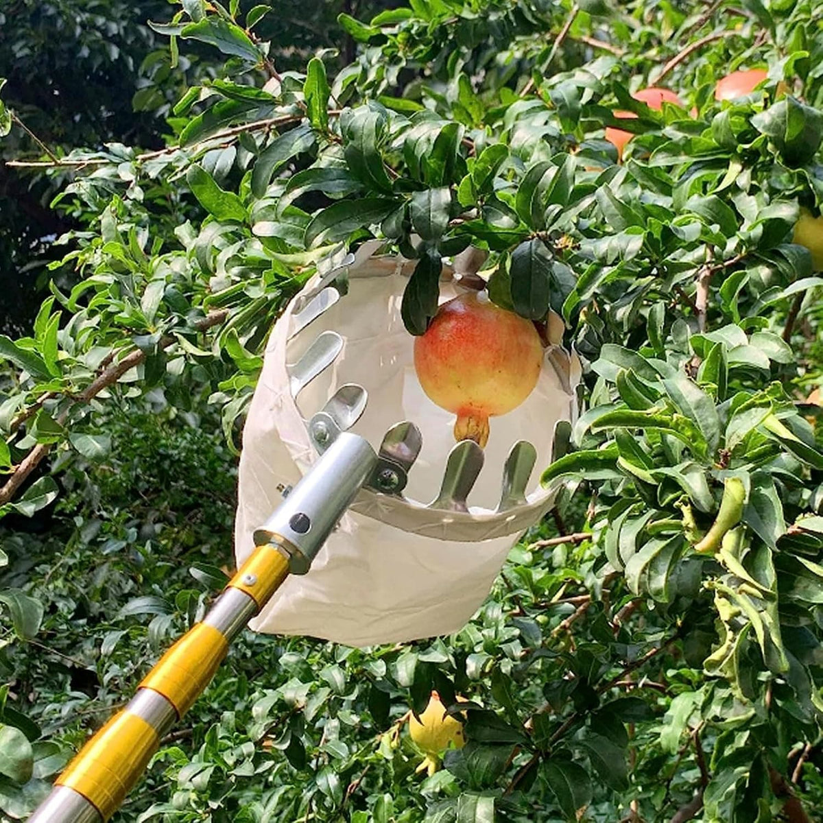 Fruit Picker Cherries Picking Apple Picker Tool Harvest Fruit Fruit Picker