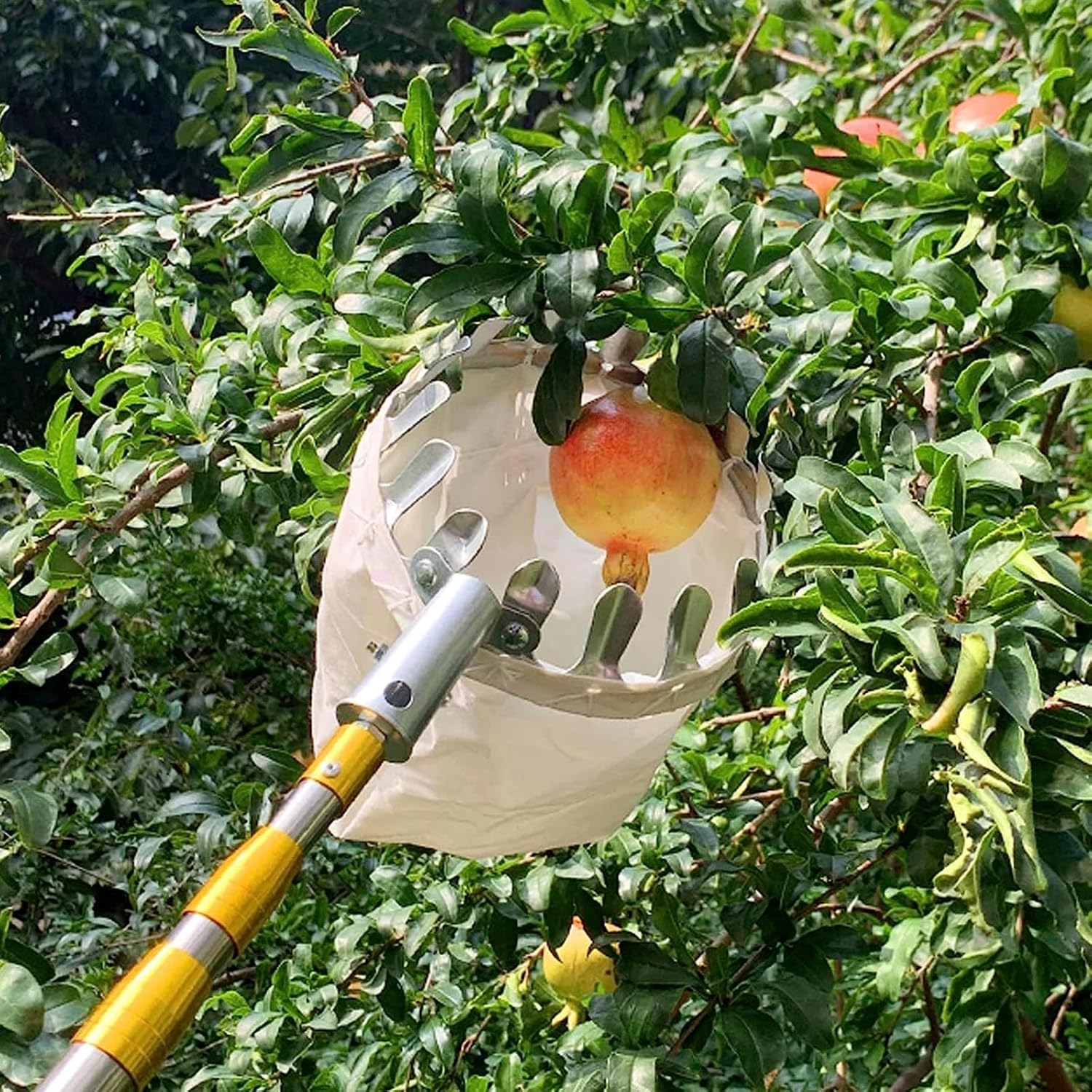 Fruit Picker | Fruit Picker Cherries Picking Apple Picker Tool Harvest Fruit - Fruit Picker