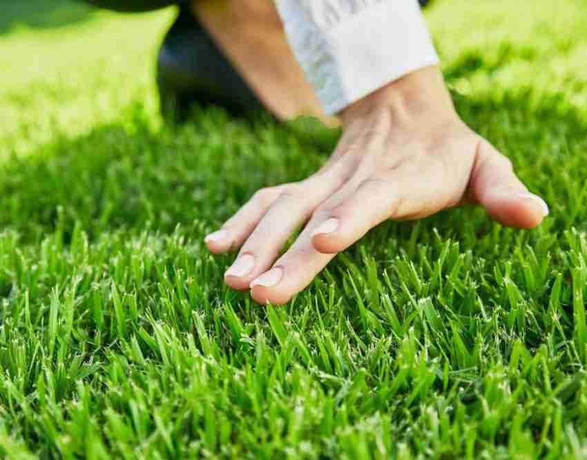Grassonix (Set of 2) | Germination Seeds Grass Seed Lawn Water Seedling Plantation Grassonix All Seasons Grass Seeds (Set of 2)