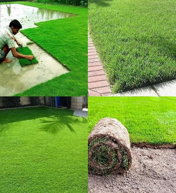 Grassonix (Set of 2) | Germination Seeds Grass Seed Lawn Water Seedling Plantation Grassonix All Seasons Grass Seeds (Set of 2)