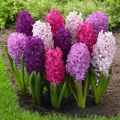 Hyacinth Bulb Seeds (5 Bulbs) | Seeds Flower Hyacinth Color Bulbs Seed Flowers Bulb Hyacinth Bulb Seeds (5 Bulbs)