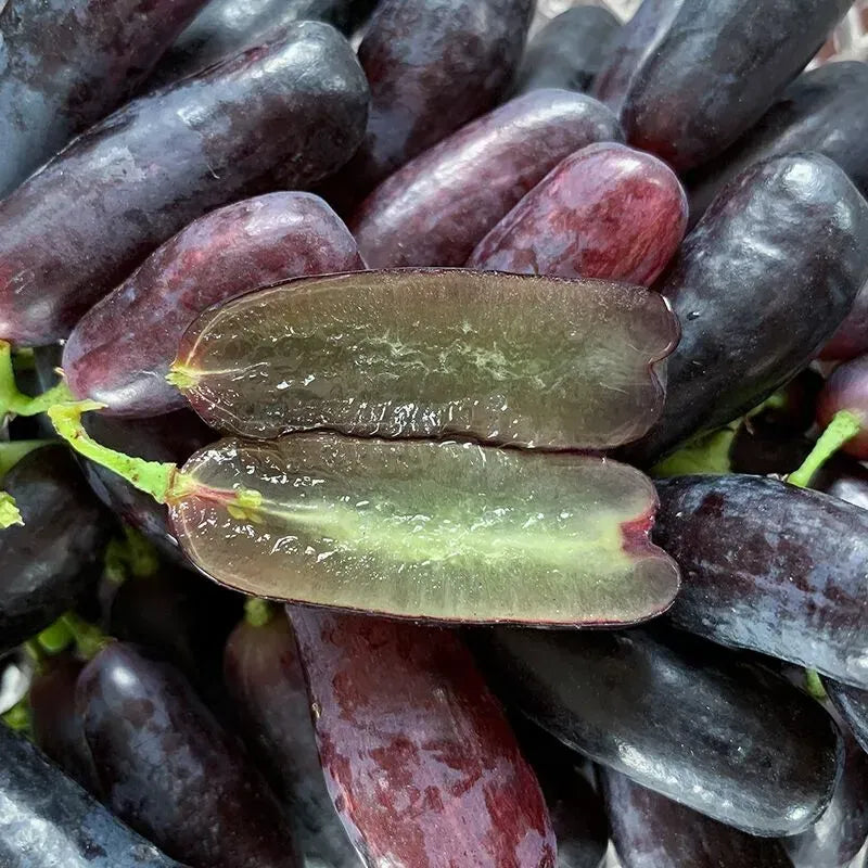 Premium High-Yield Blue Grape Seeds (100gms) | Mix Seeds Germination Grape Plant Potting Mix Sow Seed Blue Grape Premium High-Yield Blue Grape Seeds (100gms)