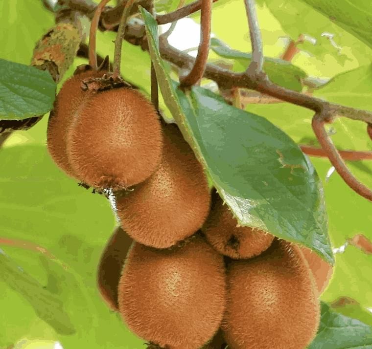 Kiwi Fruit Seeds | Kiwi Plant Planting Home For Gardening Home Garden Seeds Flower Kiwi Fruit Seeds