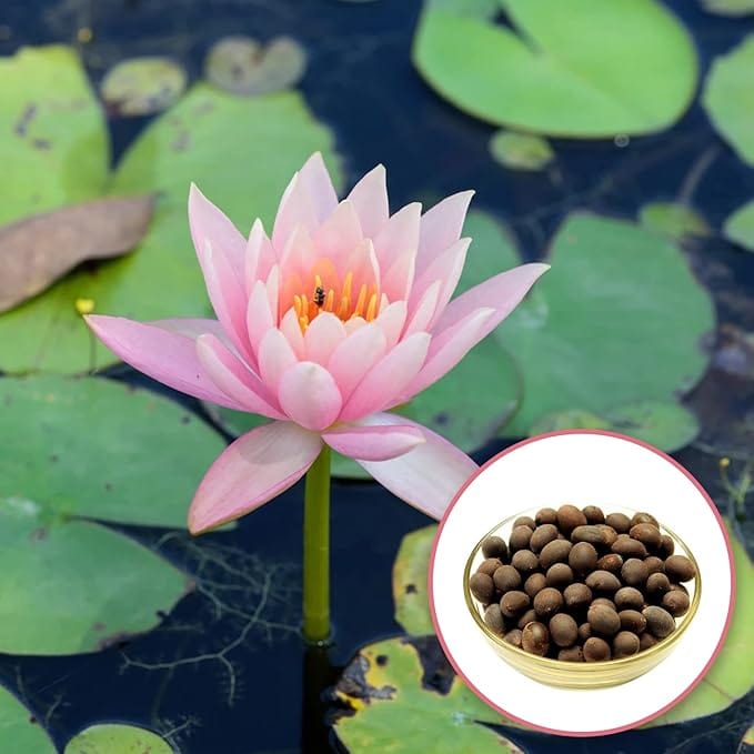 Lotus Flower Seeds Lotus Flower Seeds (Pack of 80)