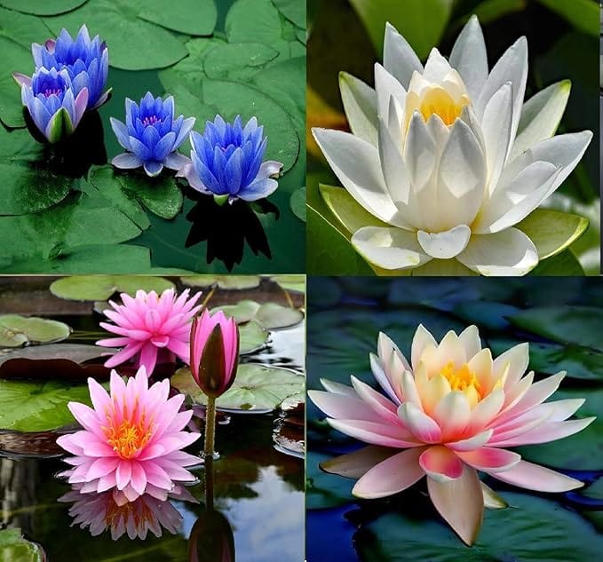 Lotus Flower Seeds Lotus Flower Seeds (Pack of 80)