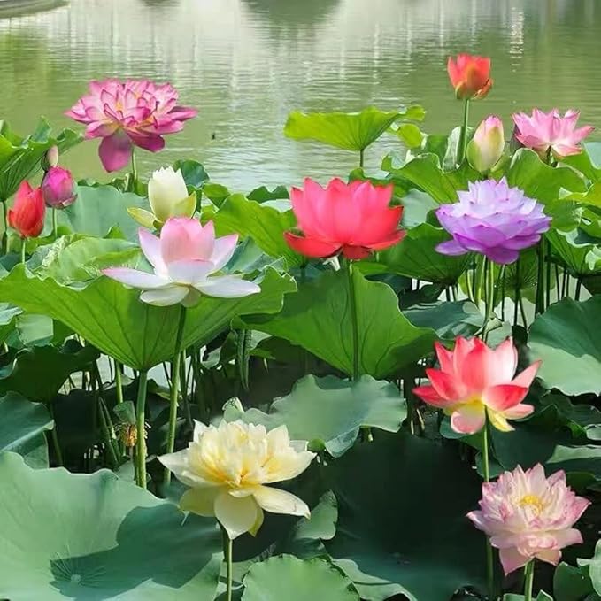 Lotus Flower Seeds Lotus Flower Seeds (Pack of 80)