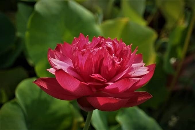 Lotus Flower Seeds Lotus Flower Seeds (Pack of 80)