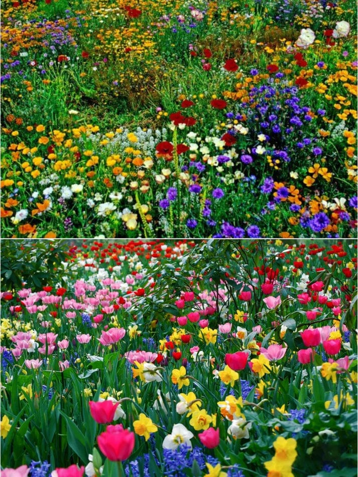 Mixed Flower Seeds (pack Of 100) | Sun Flower Seeds Daisy Flower Flowering Plants Germination Of Seed Mixed Flower Seeds (Pack of 100 Seeds)