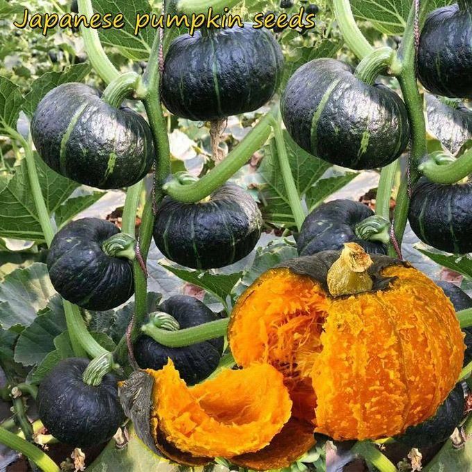 Organic Green Beibei Pumpkin Seeds (Pack of 20 Seeds) | Pumpkin Seeds Benefits Organic Seed Green Pumpkin Plant - Organic Green Beibei Pumpkin Seeds (Pack of 20 Seeds)