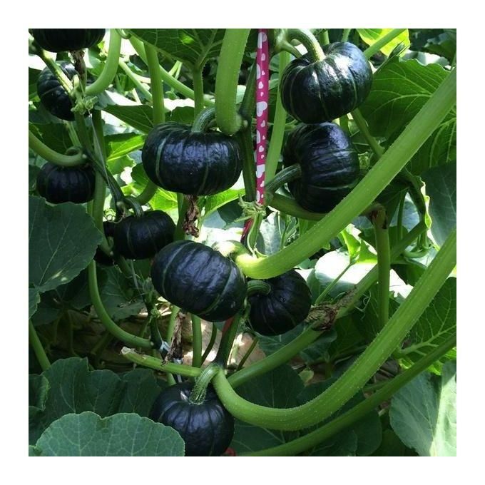 Organic Green Beibei Pumpkin Seeds (Pack of 20 Seeds) | Pumpkin Seeds Benefits Organic Seed Green Pumpkin Plant - Organic Green Beibei Pumpkin Seeds (Pack of 20 Seeds)