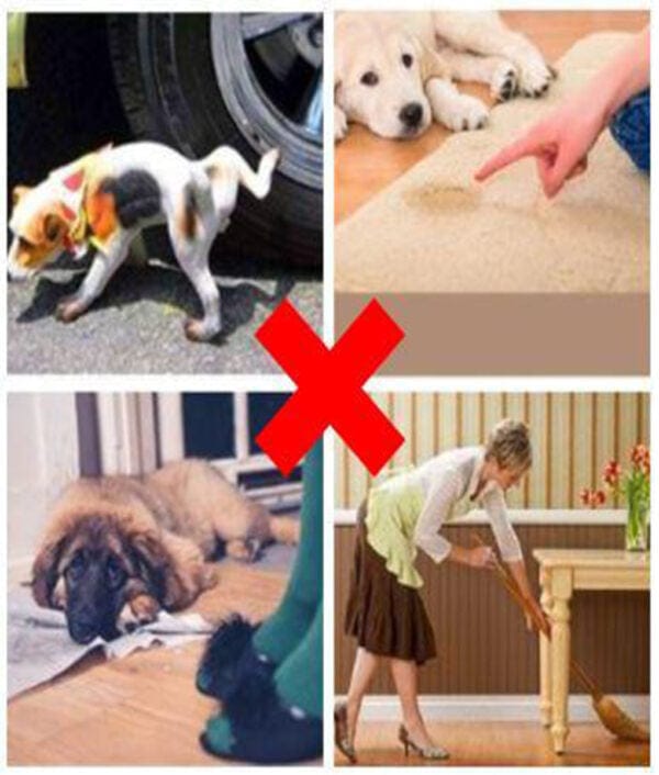 Pet Potty Training Spray Pet Potty Training Spray