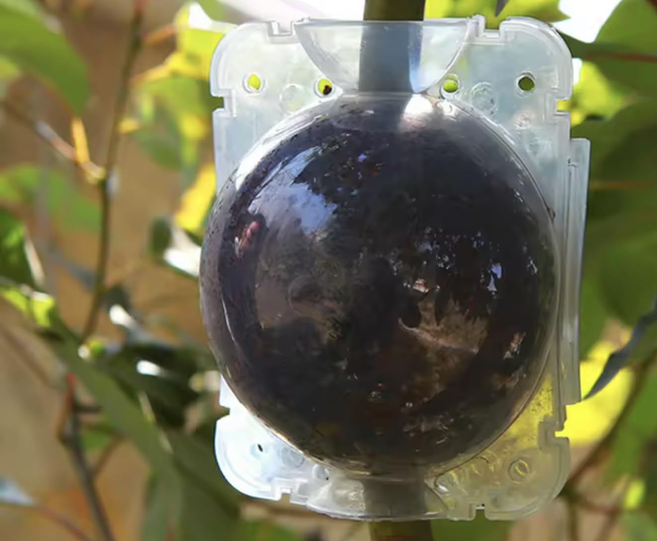 Plant Rooting Balls (Pack of 5 with Free Pot mix) | Vegetable Seeds Flower Grow Bags Tools For Gardening Fertilizer Plant - Plant Rooting Balls (Pack of 5 with Free Pot mix)