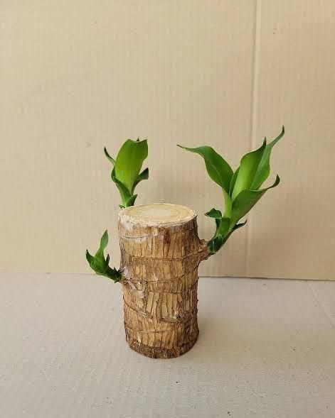 Potted Brazilian Wood Plant | Succulent Plants Purify Air Pot Plant Potted Brazilian Wood Plant Lucky Brazil Wood Potted Plant