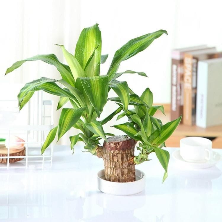 Potted Brazilian Wood Plant | Succulent Plants Purify Air Pot Plant Potted Brazilian Wood Plant Lucky Brazil Wood Potted Plant