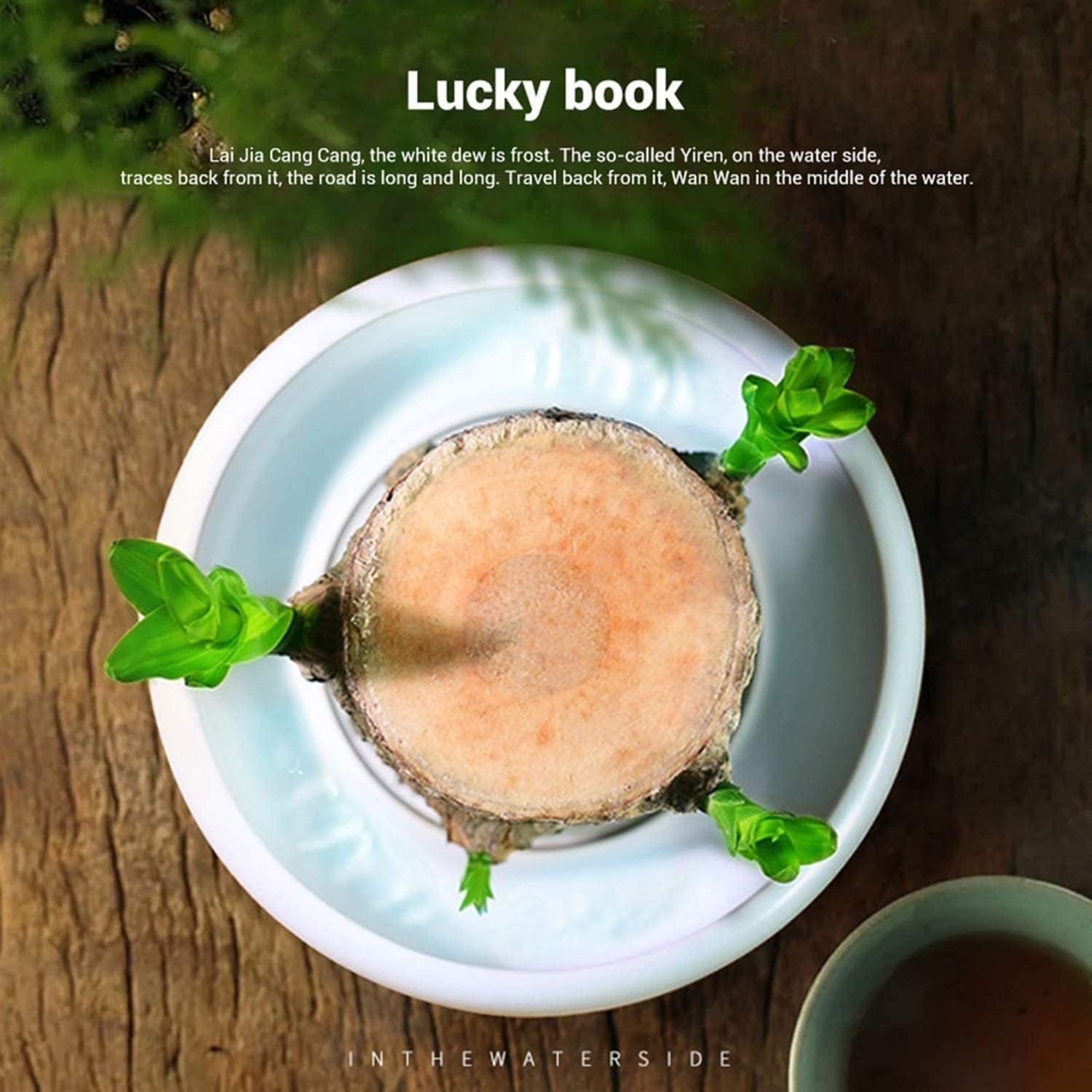 Potted Brazilian Wood Plant | Succulent Plants Purify Air Pot Plant Potted Brazilian Wood Plant Lucky Brazil Wood Potted Plant