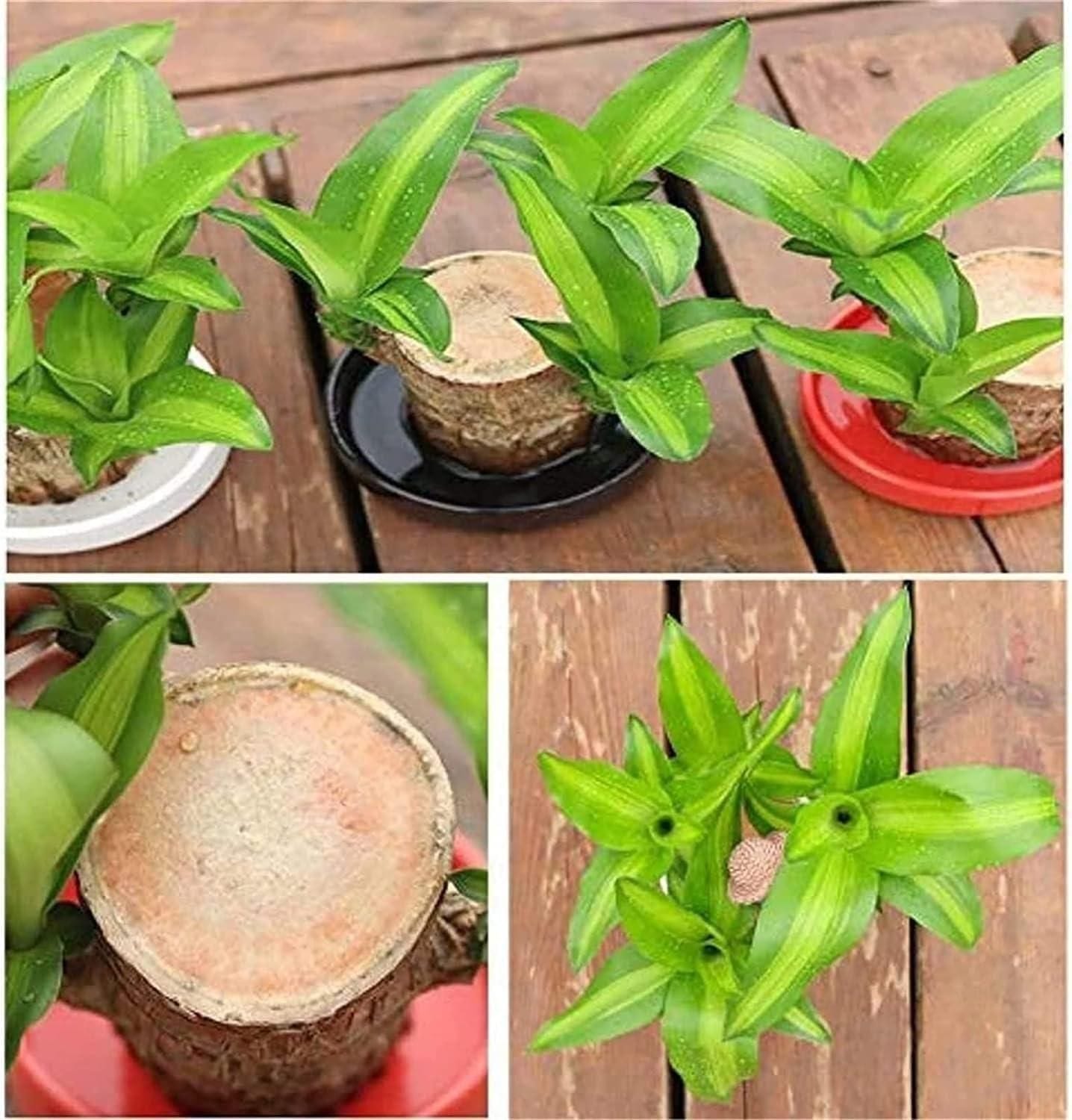Potted Brazilian Wood Plant | Succulent Plants Purify Air Pot Plant Potted Brazilian Wood Plant Lucky Brazil Wood Potted Plant