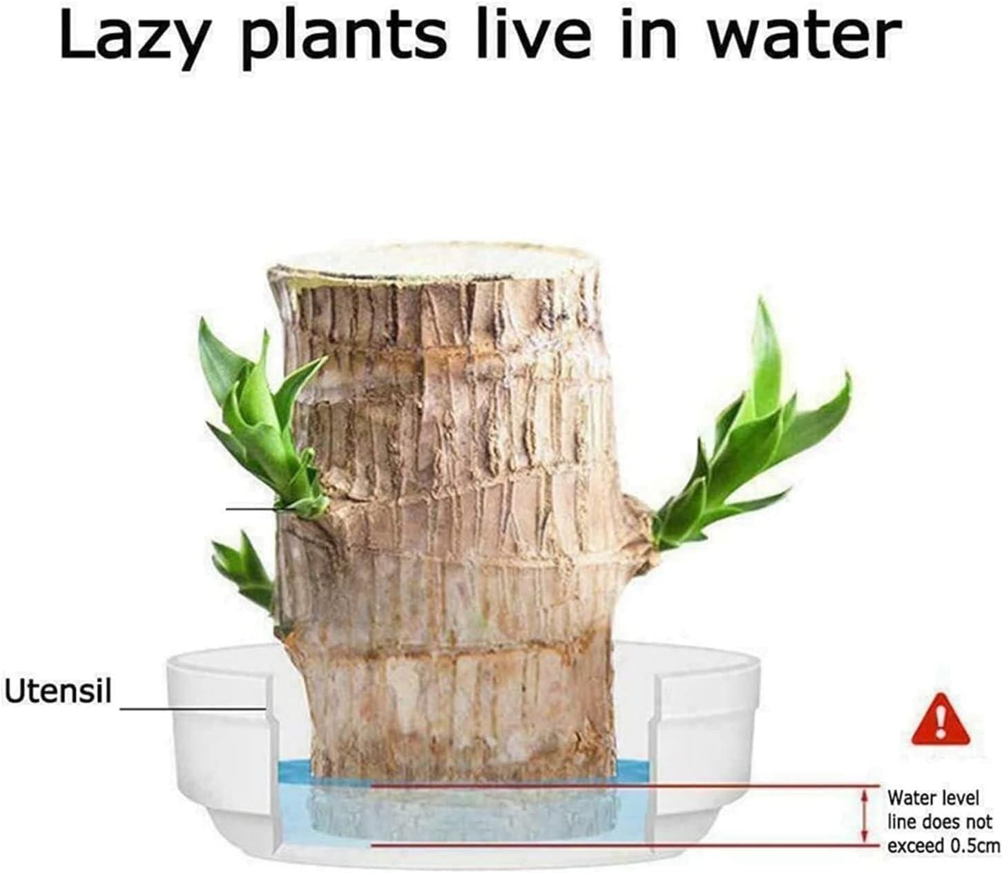 Potted Brazilian Wood Plant | Succulent Plants Purify Air Pot Plant Potted Brazilian Wood Plant Lucky Brazil Wood Potted Plant