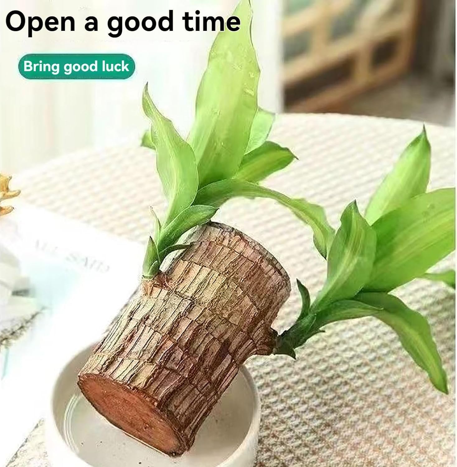 Potted Brazilian Wood Plant | Succulent Plants Purify Air Pot Plant Potted Brazilian Wood Plant Lucky Brazil Wood Potted Plant