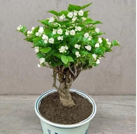 Premium Double Jasmine Seeds | Flower Seeds Jasmine Plant White Flowers Home Planting  Premium Double Jasmine Seeds