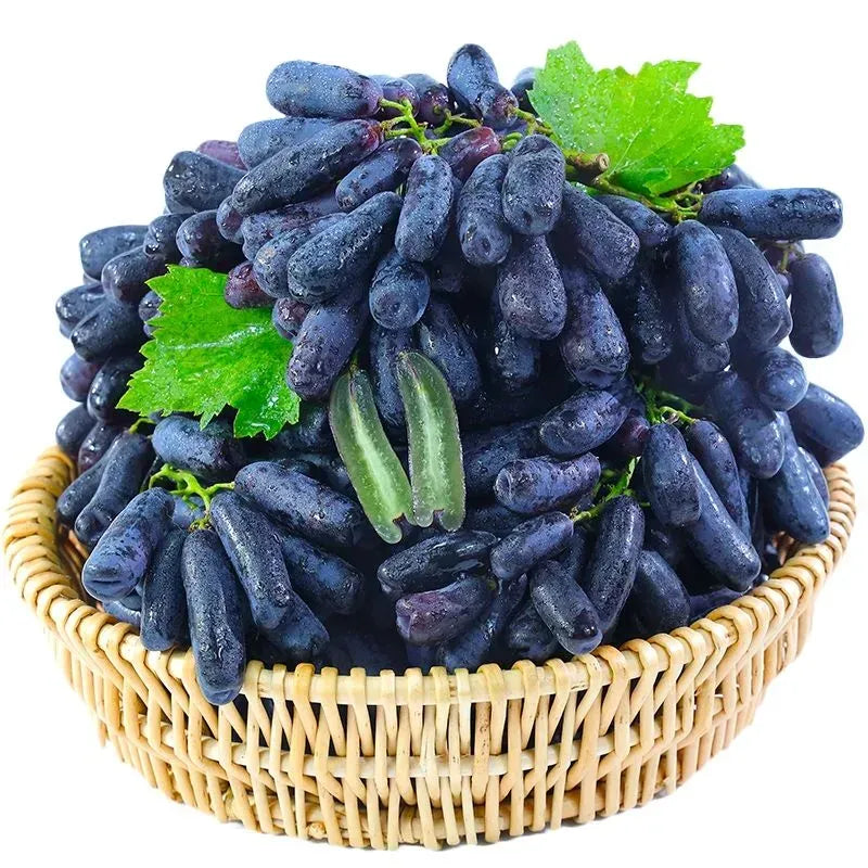 Premium High-Yield Blue Grape Seeds (100gms) | Mix Seeds Germination Grape Plant Potting Mix Sow Seed Blue Grape Premium High-Yield Blue Grape Seeds (100gms)