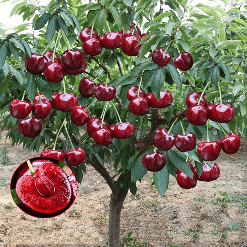 Rainier Cherry Fruit Seeds | Cherry Trees Flower Seeds Garden Organic Seeds Plant Cherry Seeds Rainier Cherry Fruit Seeds (100 gms)