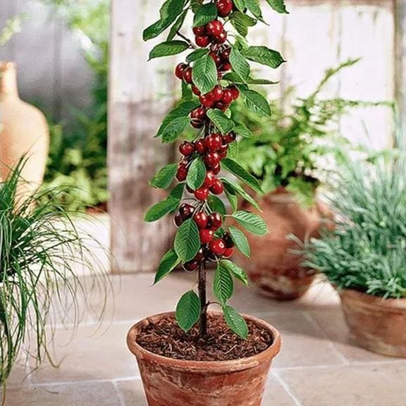 Rainier Cherry Fruit Seeds | Cherry Trees Flower Seeds Garden Organic Seeds Plant Cherry Seeds Rainier Cherry Fruit Seeds (100 gms)