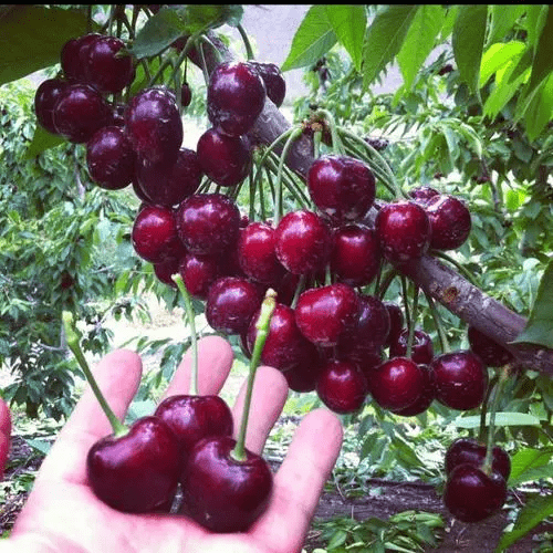 Rainier Cherry Fruit Seeds | Cherry Trees Flower Seeds Garden Organic Seeds Plant Cherry Seeds Rainier Cherry Fruit Seeds (100 gms)