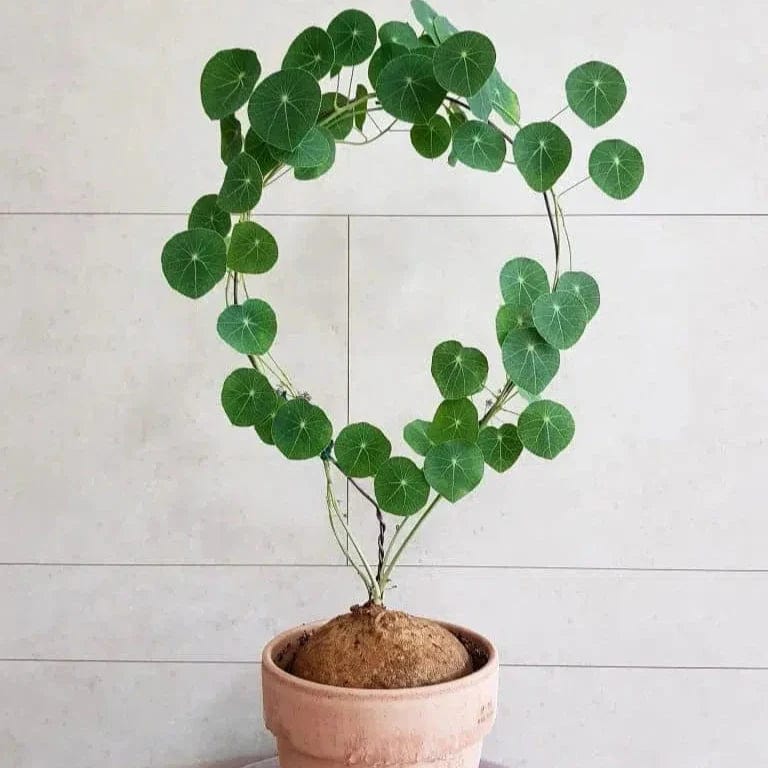 Stephania Erecta Plant (Pack of 2) | Indoor Plants Plantation Succulent Plant Potted Watered Inside Plant Stephania Erecta Plant (Pack of 2)