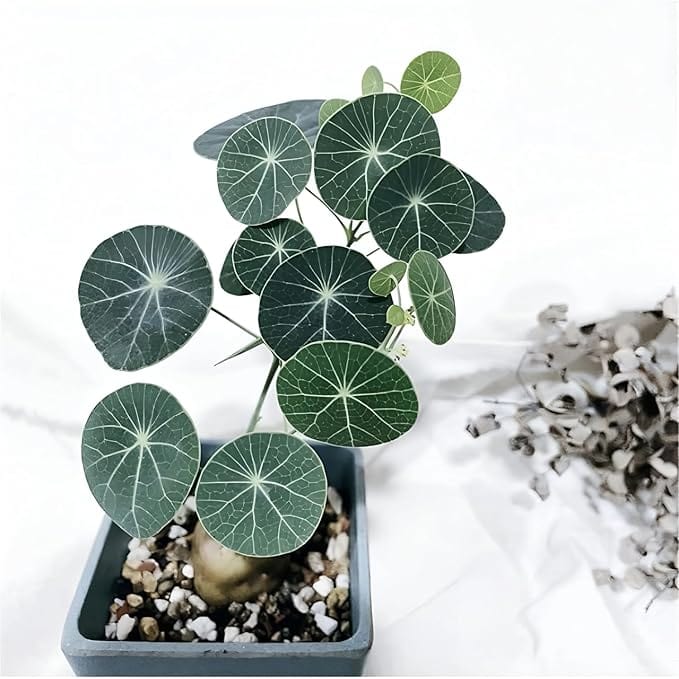 Stephania Erecta Plant (Pack of 2) | Indoor Plants Plantation Succulent Plant Potted Watered Inside Plant Stephania Erecta Plant (Pack of 2)