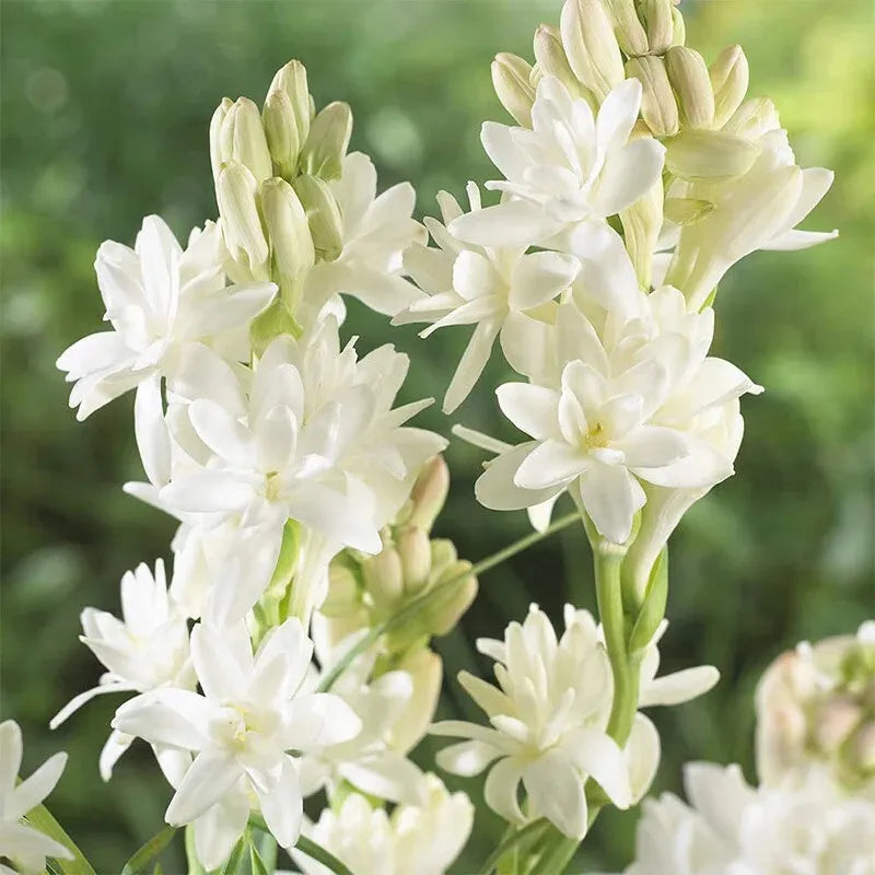 Tuberose Rajnigandha Seeds (Pack of 2)| Natural Perfume Tuberose Fragnance For Home Organic - Tuberose Rajnigandha Seeds (Pack of 2)