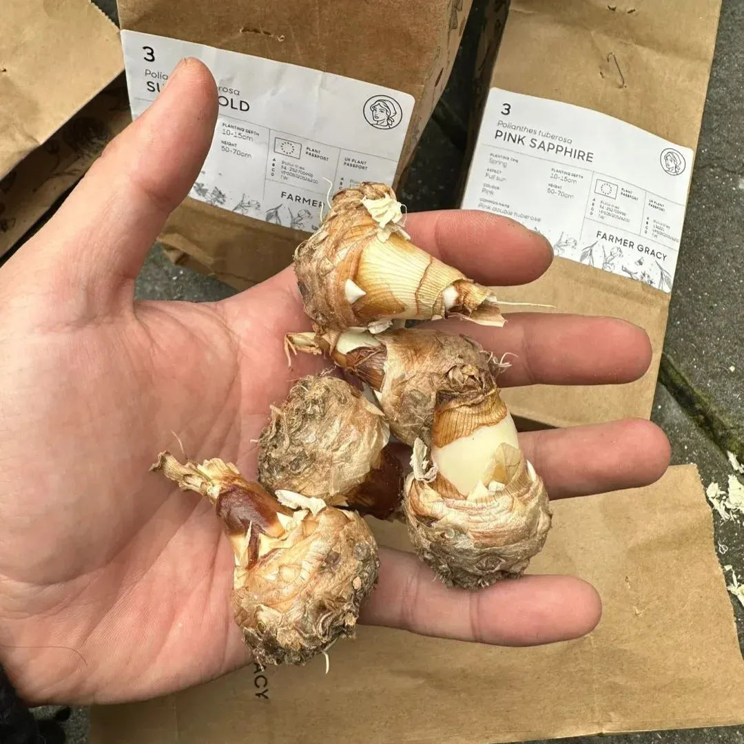 Tuberose Rajnigandha Seeds (Pack of 2)| Natural Perfume Tuberose Fragnance For Home Organic - Tuberose Rajnigandha Seeds (Pack of 2)