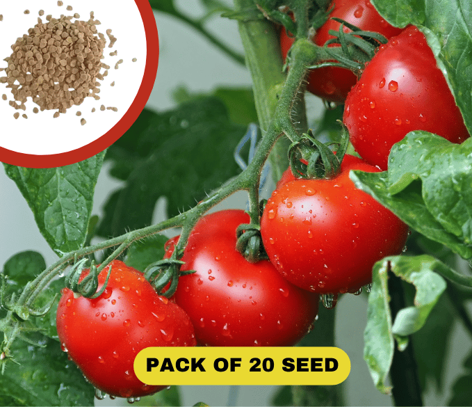 Waterfall Tomato Seeds (300 gms Seeds) | Indoor Plants Tomato Plant For Home Garden Watering Houseplants Waterfall Tomato Seeds (300 gms Seeds)