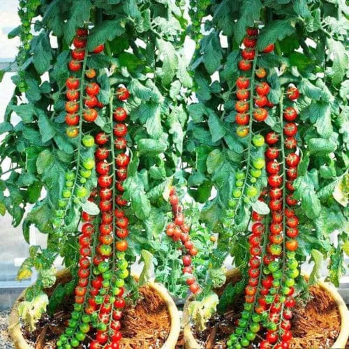 Waterfall Tomato Seeds (300 gms Seeds) | Indoor Plants Tomato Plant For Home Garden Watering Houseplants Waterfall Tomato Seeds (300 gms Seeds)