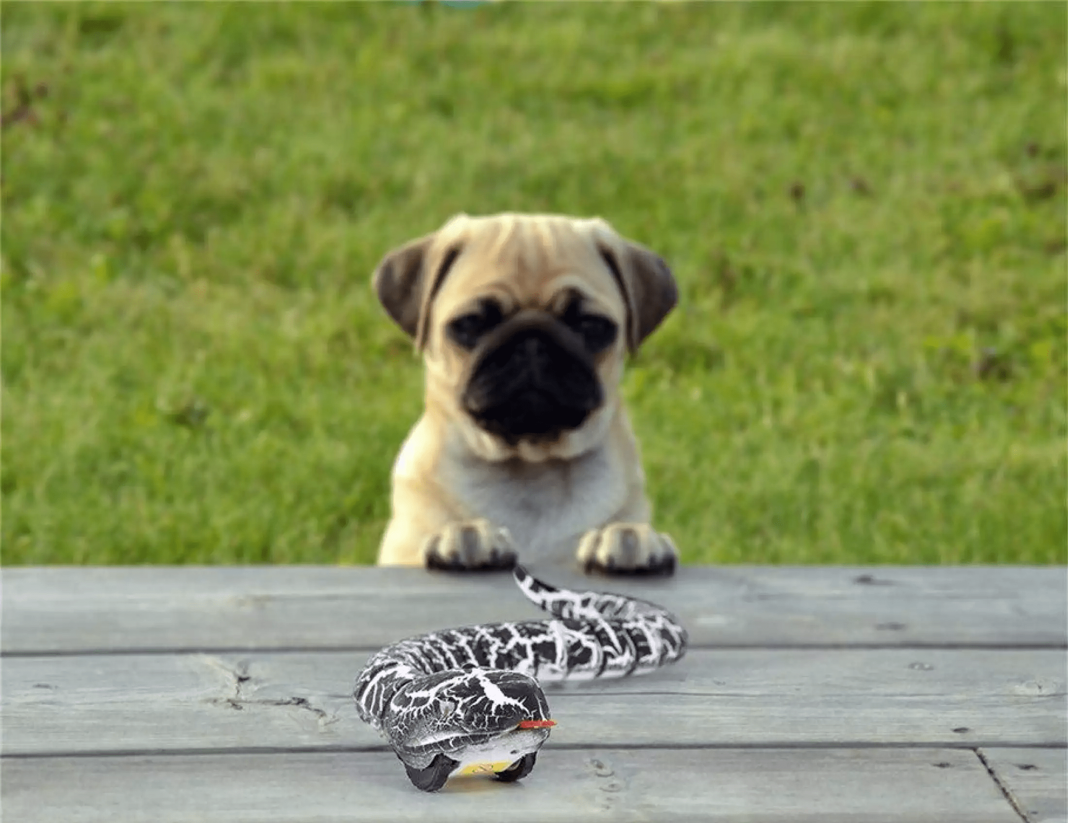 Remote Control Snake Toy Realistic Moving Cobra Snake Remote Control Snake Toy